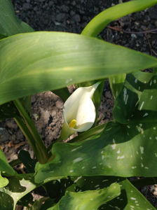 zantedeschia aethiopica