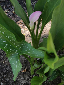 zantedeschia rehmannii
