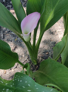 zantedeschia rehmannii