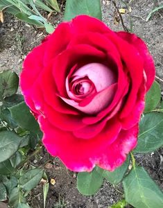 Pink henry delbard