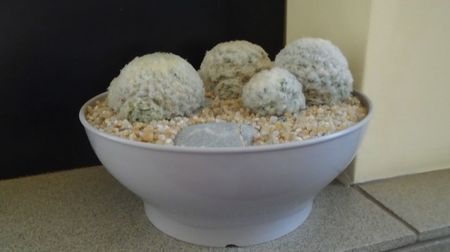 Mammillaria plumosa & Mammillaria plumosa v. roseiflora