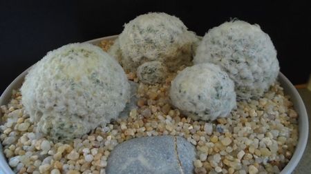 Mammillaria plumosa & Mammillaria plumosa v. roseiflora