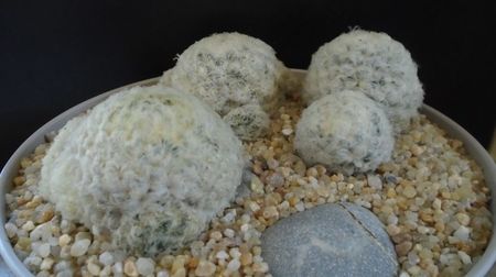 Mammillaria plumosa & Mammillaria plumosa v. roseiflora