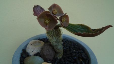 Euphorbia francoisii, Taolanaro, S. Madagascar