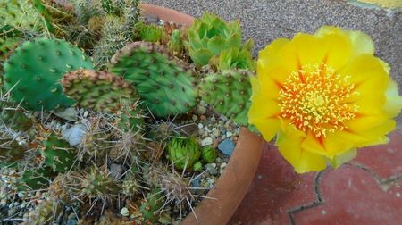 Opuntia humifusa