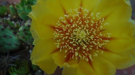 Opuntia humifusa