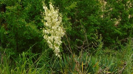 Yucca filamentosa