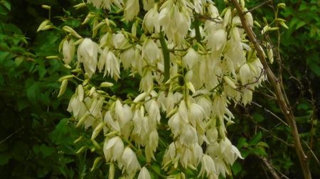 Yucca filamentosa