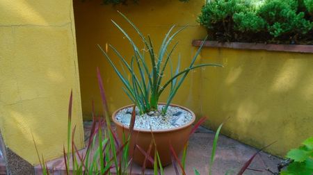 Hesperaloe parviflora (Red yucca), N. Mexic: Coahuila, Texas (-20C)