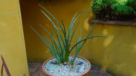 Hesperaloe parviflora (Red yucca), N. Mexic: Coahuila, Texas (-20C)