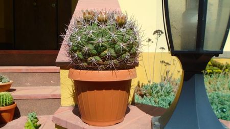 Gymnocalycium saglionis, 100 lei - diam. ghiveci 16 cm