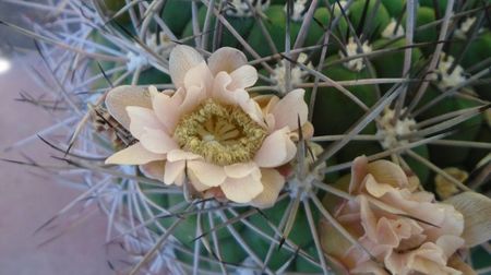 Gymnocalycium saglionis, 100 lei - diam. ghiveci 16 cm