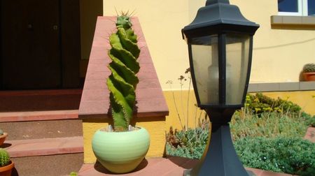 Cereus forbesii cv. spiralis, 30 cm h., 150 lei