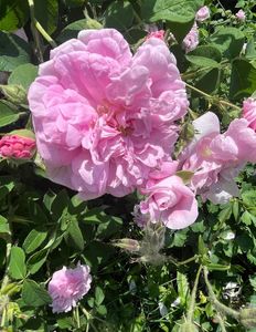 Ispahan