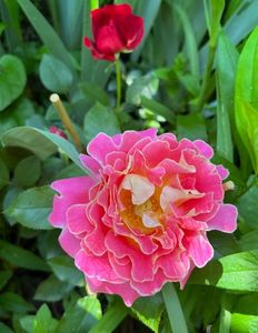Pink lady ruffles
