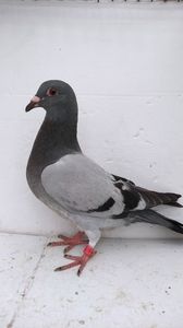 vandut 23buc
