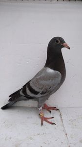 vandut