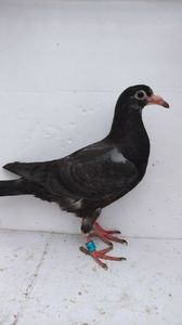 vandut