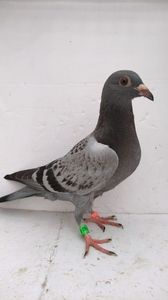 vandut