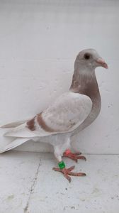 vandut