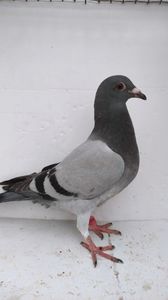 vandut