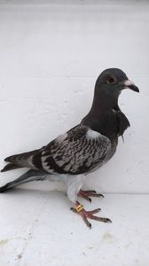 vandut