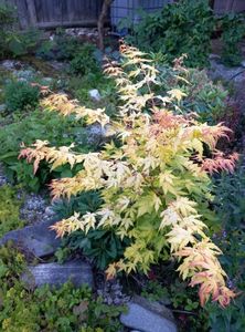 Japanese Maple