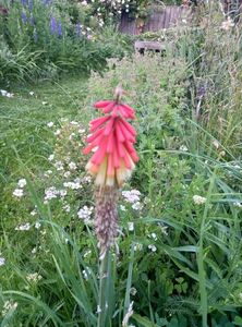 Kniphofia