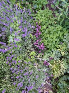 Lavanda si salvie roz