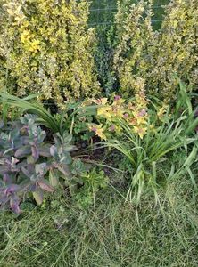 spiraea aurie si Euonymus pe gard