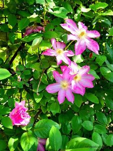 Clematis Asao; valynedelcu@yahoo.com 
Clematis Asao
2022
