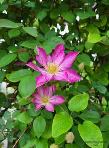 Clematis Asao; valynedelcu@yahoo.com 
Clematis Asao
2022
