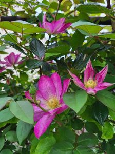 Clematis Asao; valynedelcu@yahoo.com 
Clematis Asao
2022
