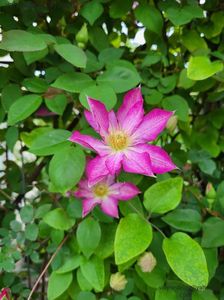 Clematis Asao; valynedelcu@yahoo.com 
Clematis Asao
2022
