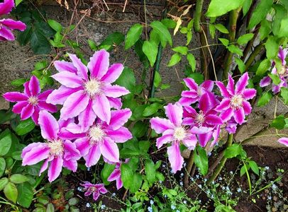 Clematis Doctor Ruppel; valynedelcu@yahoo.com 
Clematis Doctor Ruppel
2022
