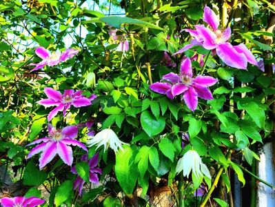 Clematis Doctor Ruppel; valynedelcu@yahoo.com 
Clematis Doctor Ruppel
2022
