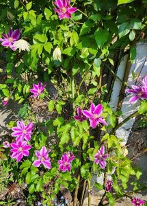 Clematis Doctor Ruppel; valynedelcu@yahoo.com 
Clematis Doctor Ruppel
2022
