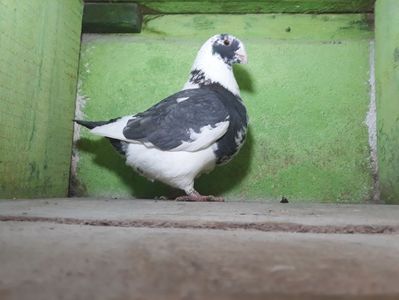 Vandut