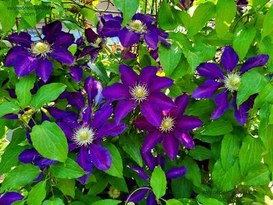 Clematis Julka; valynedelcu@yahoo.com 
Clematis Julka
2022
