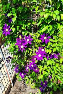 Clematis Julka; valynedelcu@yahoo.com 
Clematis Julka
2022
