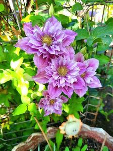 Clematis Piilu; valynedelcu@yahoo.com
Clematis Piilu 
2022
