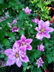 Clematis Piilu; valynedelcu@yahoo.com
Clematis Piilu 
2022
