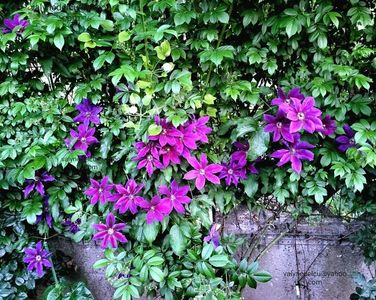 Clematis Wildfire; valynedelcu@yahoo.com 
Clematis Wildfire
2022
