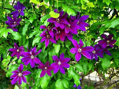 Clematis Wildfire; valynedelcu@yahoo.com 
Clematis Wildfire
2022
