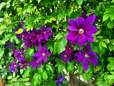 Clematis Wildfire; valynedelcu@yahoo.com 
Clematis Wildfire
2022
