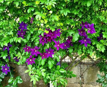 Clematis Wildfire; valynedelcu@yahoo.com 
Clematis Wildfire
2022
