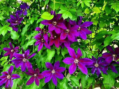 Clematis Wildfire; valynedelcu@yahoo.com 
Clematis Wildfire
2022
