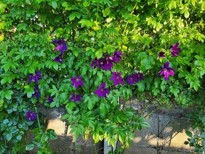 Clematis Wildfire; valynedelcu@yahoo.com 
Clematis Wildfire
2022
