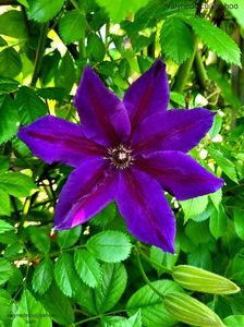 Clematis Wildfire; valynedelcu@yahoo.com 
Clematis Wildfire
2022
