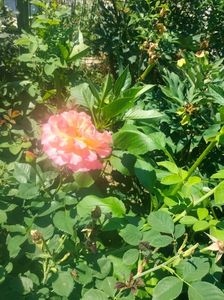 IMG20220620111147